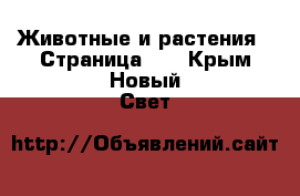  Животные и растения - Страница 12 . Крым,Новый Свет